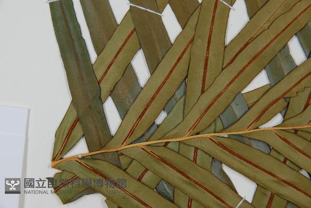 烏毛蕨藏品圖，第8張