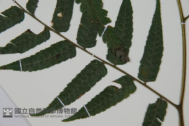 廣葉鋸齒雙蓋蕨藏品圖，第5張