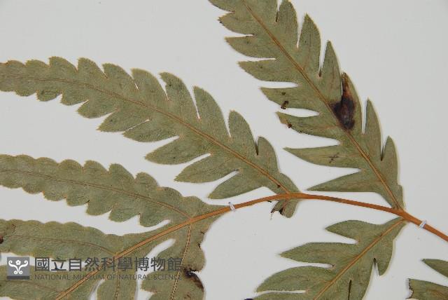 臺灣狗脊蕨藏品圖，第5張