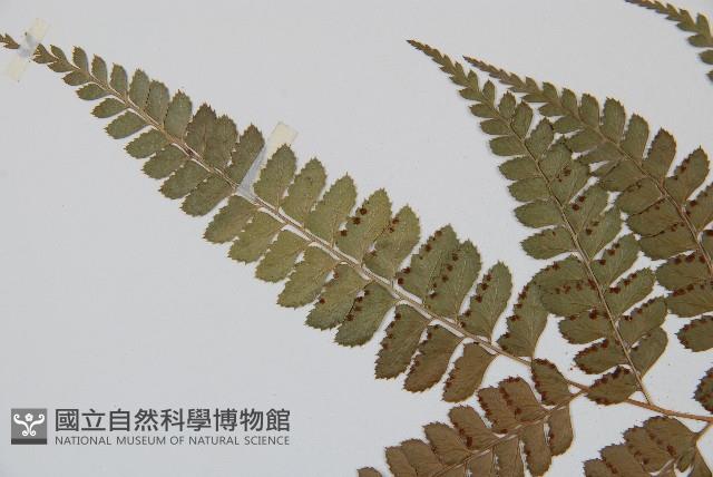 斜方複葉耳蕨藏品圖，第5張