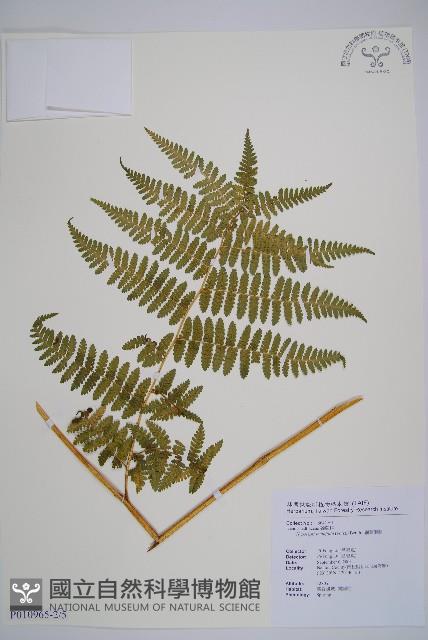 細葉姬蕨藏品圖，第6張