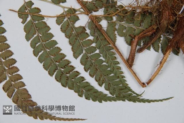 斜方複葉耳蕨藏品圖，第5張