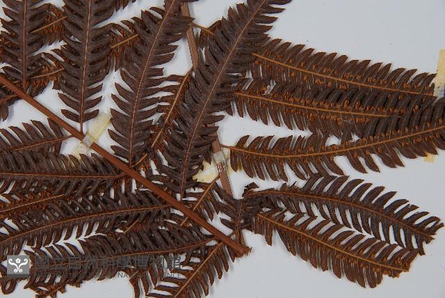 臺灣金狗毛蕨藏品圖，第5張