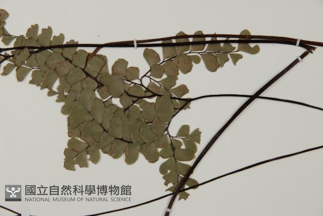扇葉鐵線蕨藏品圖，第5張