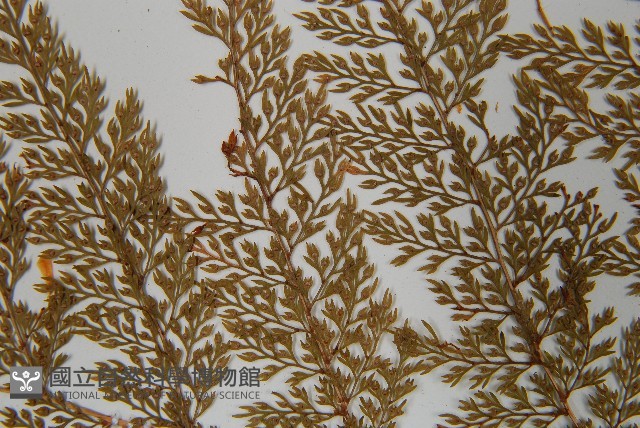台灣小膜蓋蕨藏品圖，第5張