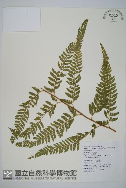 Accession Number:P010945 Collection Image, Figure 6, Total 15 Figures