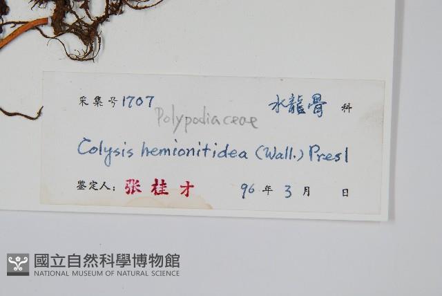 斷線蕨藏品圖，第6張