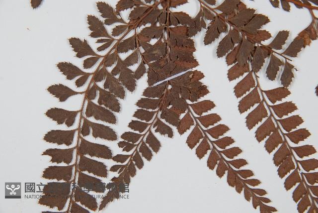 斜方複葉耳蕨藏品圖，第5張