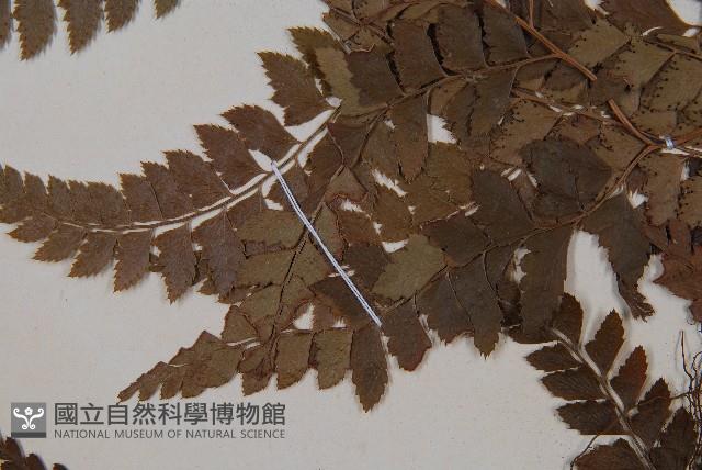 斜方複葉耳蕨藏品圖，第5張