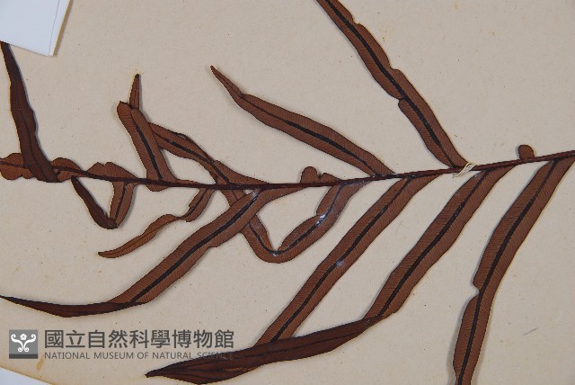 烏毛蕨藏品圖，第5張