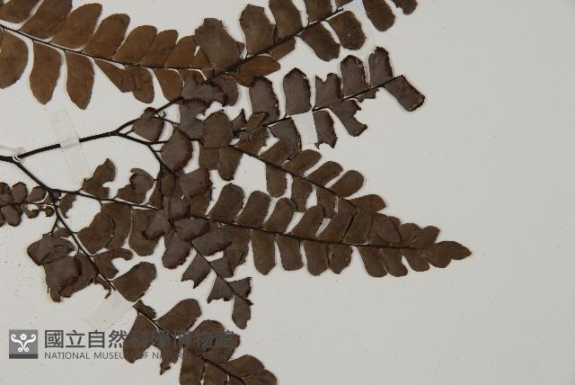 扇葉鐵線蕨藏品圖，第5張