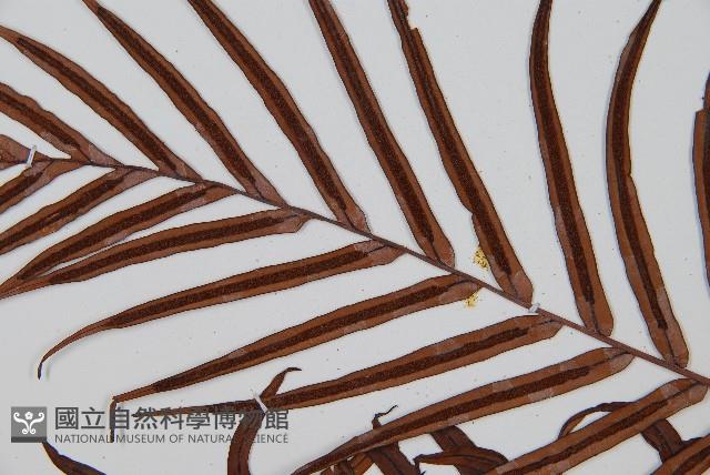 烏毛蕨藏品圖，第5張