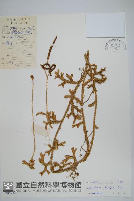 石松藏品圖，第6張