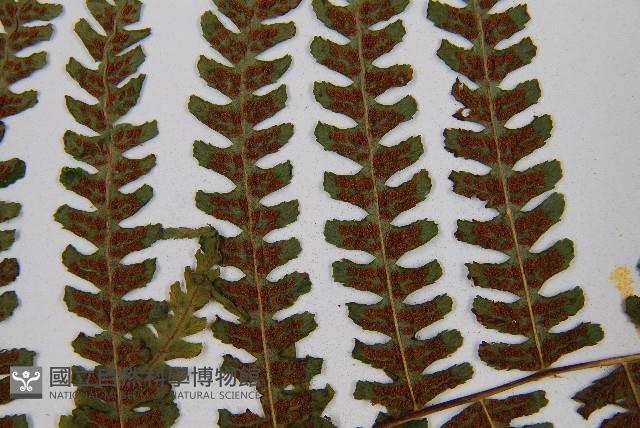亞蹄蓋蕨藏品圖，第9張