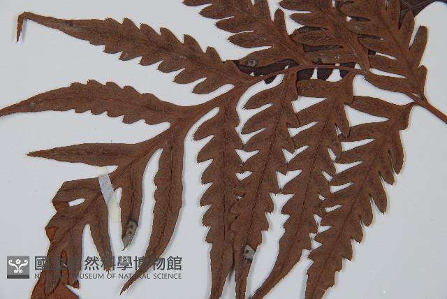 臺灣狗脊蕨藏品圖，第5張