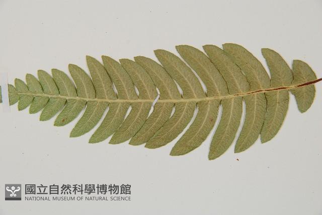 雉尾烏毛蕨藏品圖，第6張