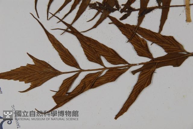 革葉鐵角蕨藏品圖，第5張