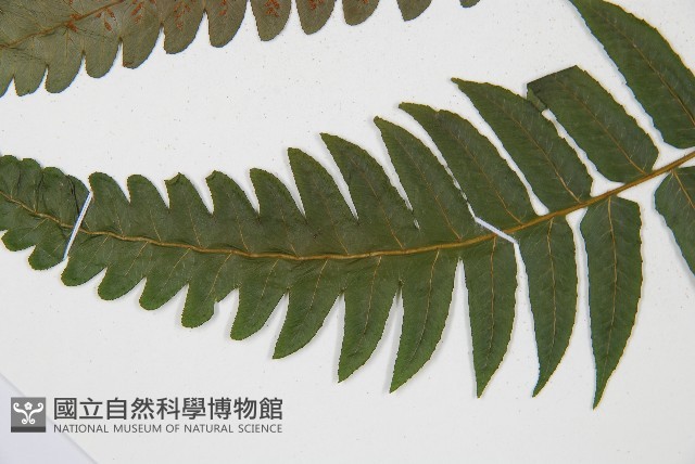 廣葉鋸齒雙蓋蕨藏品圖，第5張