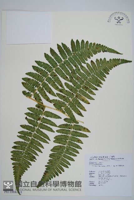 南洋假鱗毛蕨藏品圖，第6張