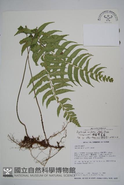 鋸齒雙蓋蕨、線葉雙蓋蕨、刺鱗雙蓋蕨藏品圖，第6張