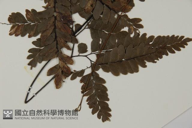 扇葉鐵線蕨藏品圖，第5張