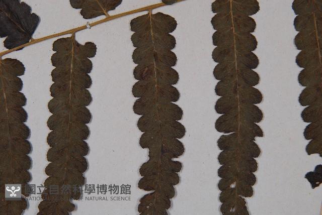 廣葉鋸齒雙蓋蕨藏品圖，第5張