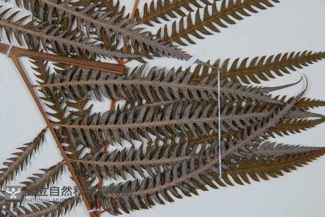 臺灣金狗毛蕨藏品圖，第5張