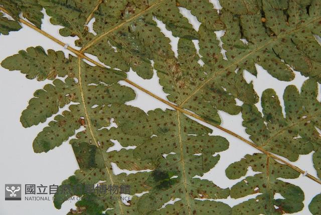 華中介蕨藏品圖，第6張