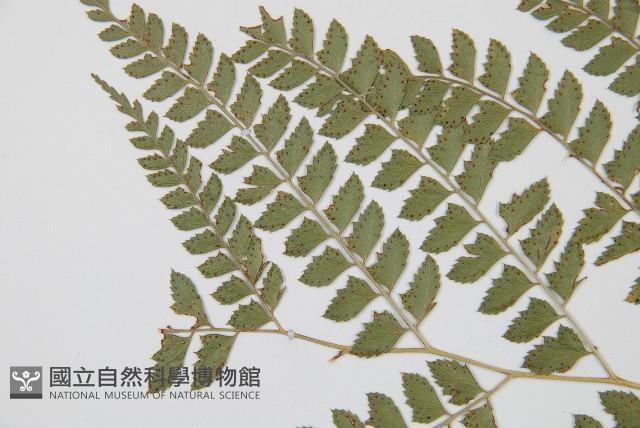 斜方複葉耳蕨藏品圖，第5張
