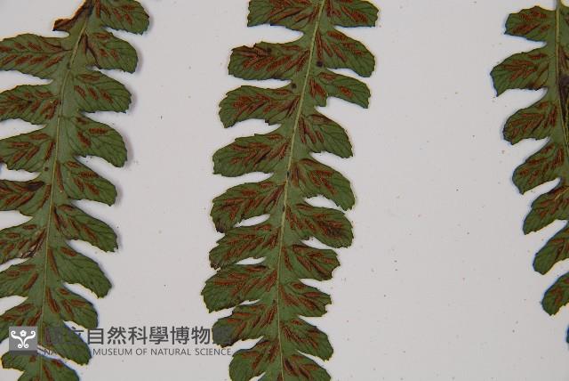 Accession Number:P011514 Collection Image, Figure 6, Total 6 Figures