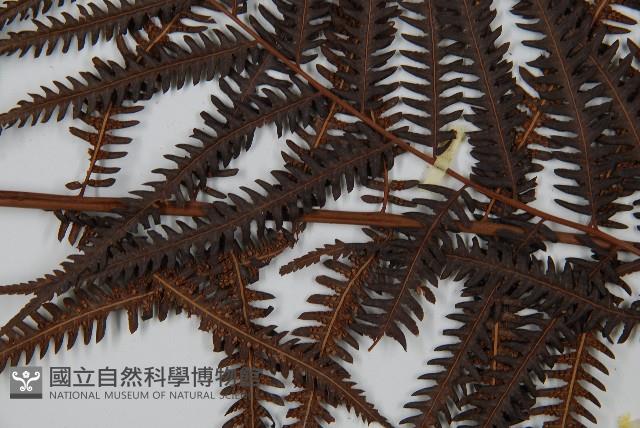 金狗毛蕨藏品圖，第5張