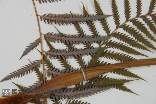 臺灣金狗毛蕨藏品圖，第5張