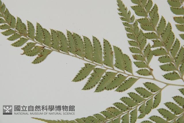 斜方複葉耳蕨藏品圖，第5張