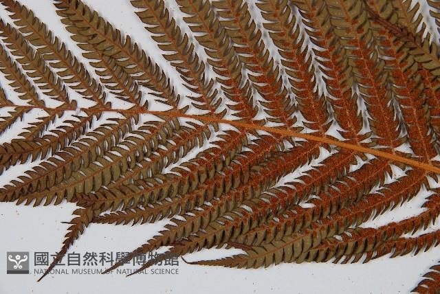 筆筒樹藏品圖，第5張