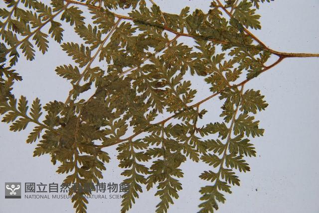 高山冷蕨藏品圖，第6張