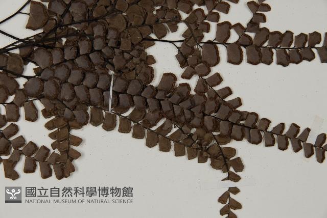 扇葉鐵線蕨藏品圖，第5張