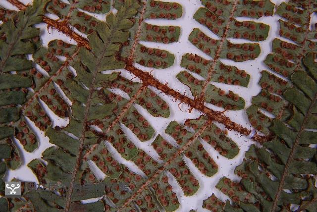 東亞假鱗毛蕨藏品圖，第6張