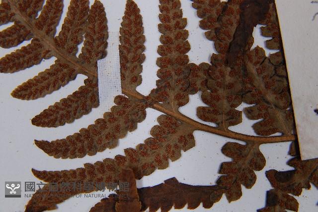 假蹄蓋蕨藏品圖，第6張