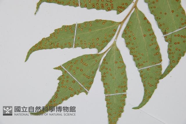 全緣貫眾蕨藏品圖，第5張