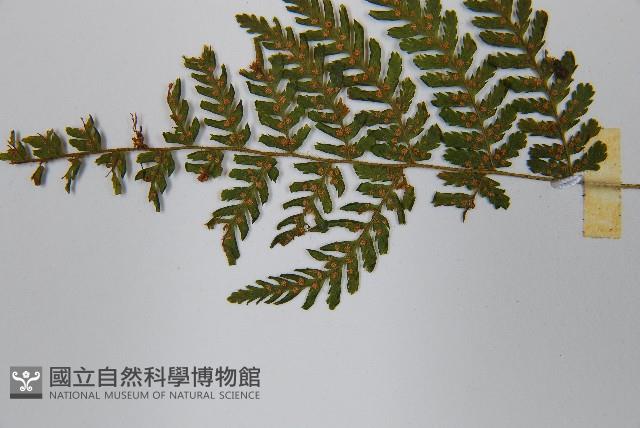 粗柄毛冷蕨藏品圖，第6張