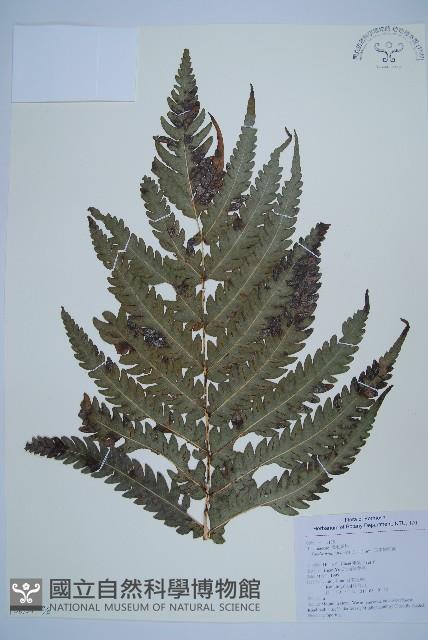 日本狗脊蕨藏品圖，第6張