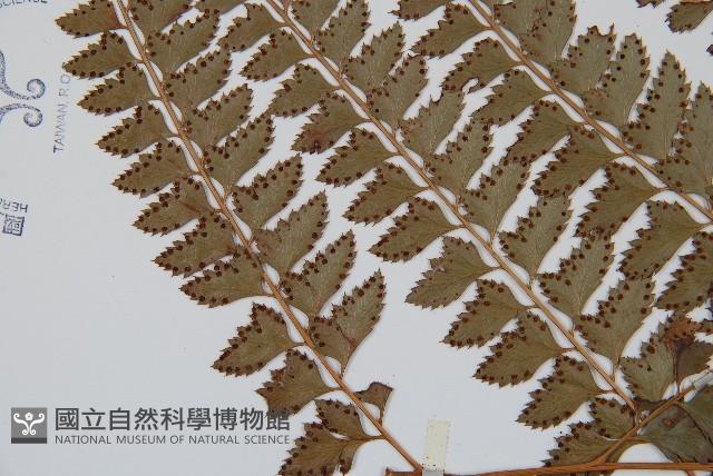 斜方複葉耳蕨藏品圖，第5張