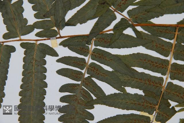 過溝菜蕨藏品圖，第5張