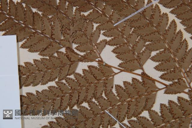 斜方複葉耳蕨藏品圖，第5張