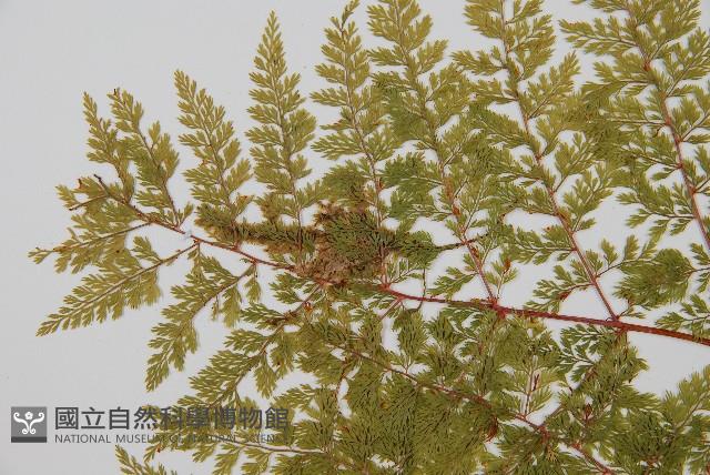 台灣小膜蓋蕨藏品圖，第5張