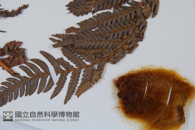 金狗毛蕨藏品圖，第5張