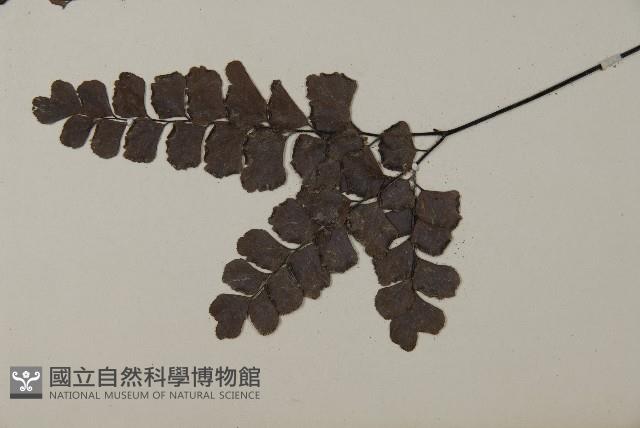 扇葉鐵線蕨藏品圖，第5張