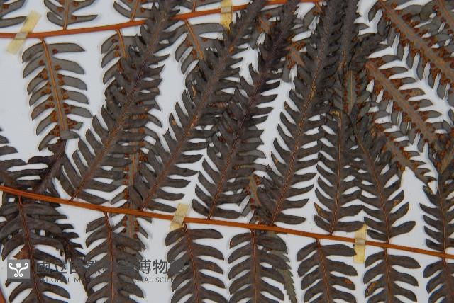 金狗毛蕨藏品圖，第5張