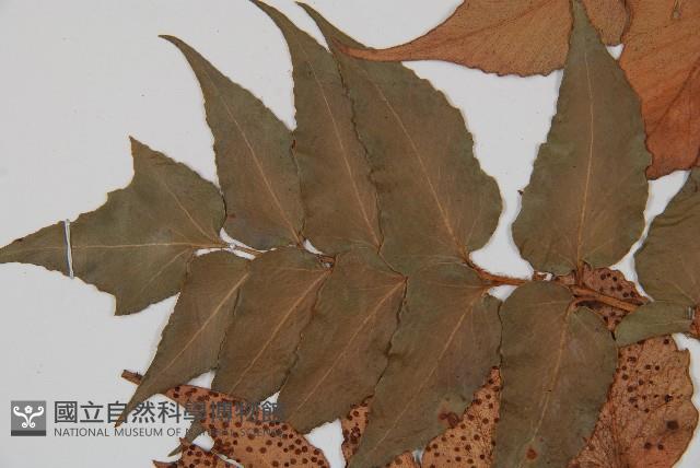 全緣貫眾蕨藏品圖，第5張