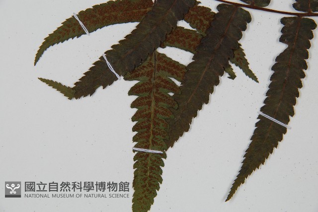 過溝菜蕨藏品圖，第5張